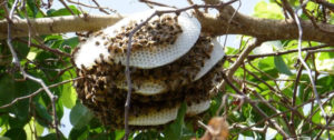 honey bees on commercial property