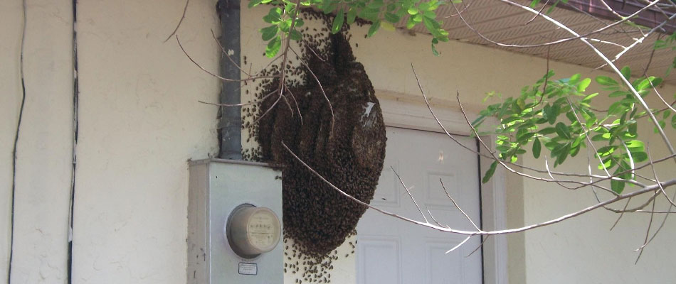 tips on bee proofing your home