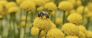 what you need to know about bees
