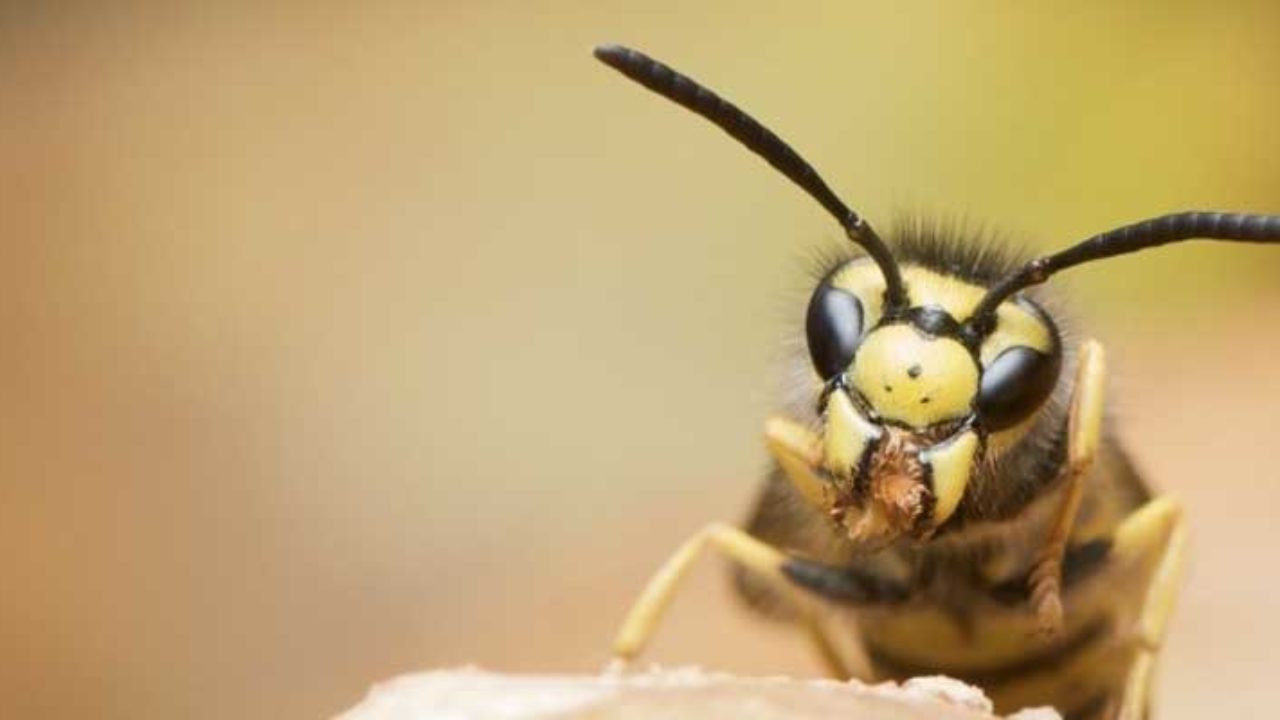 The Best Yellow Jackets Sting Treatments - Alpine Farms Bee Removal