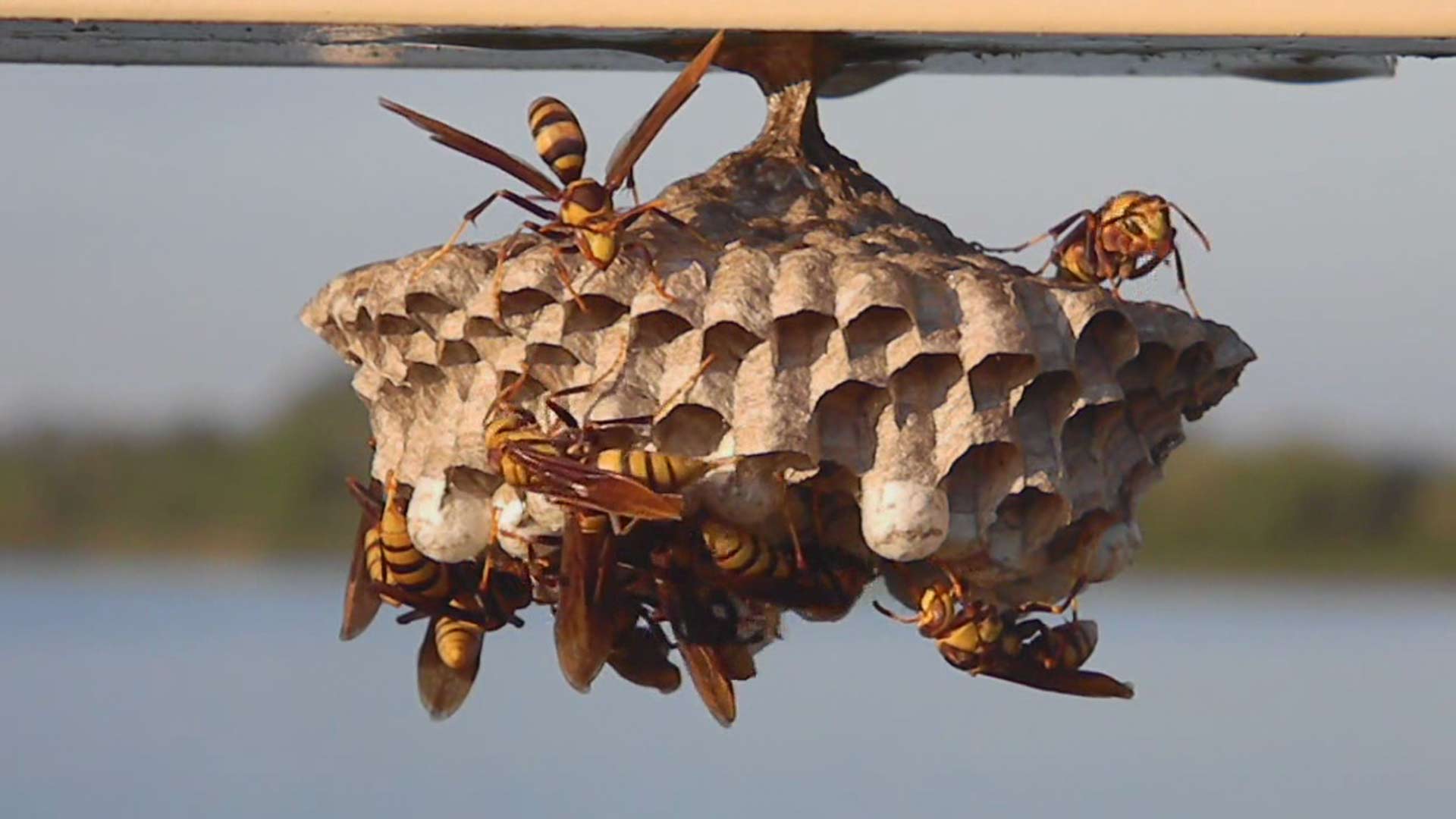 How To Remove A Wasp Nest - Alpine Farms Bee Removal