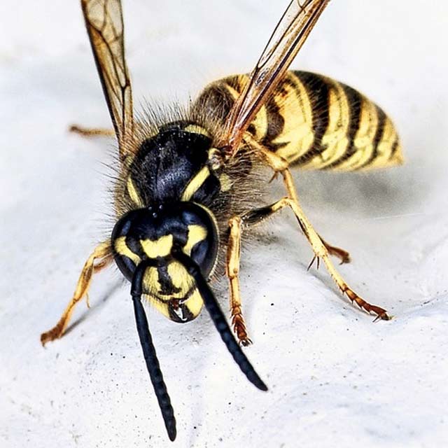 Yellowjacket Removal Services