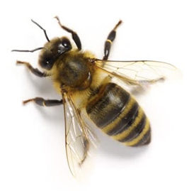 Alpine Farms Bee Removal