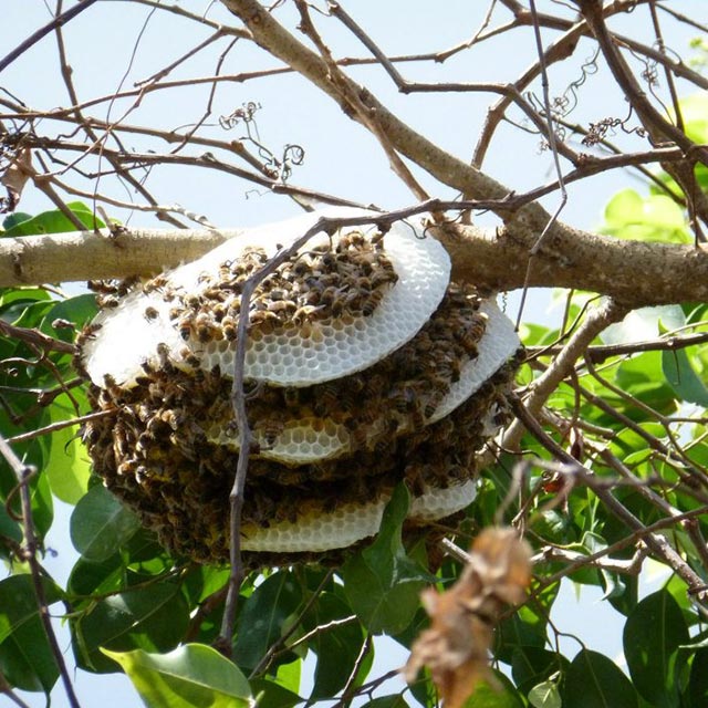 bees in tree sebastian