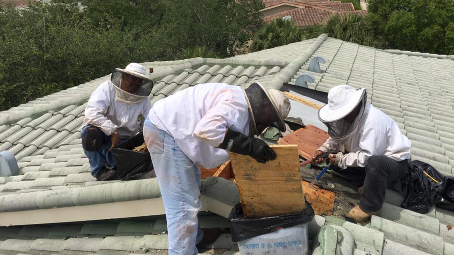 how much does free bee removal cost?