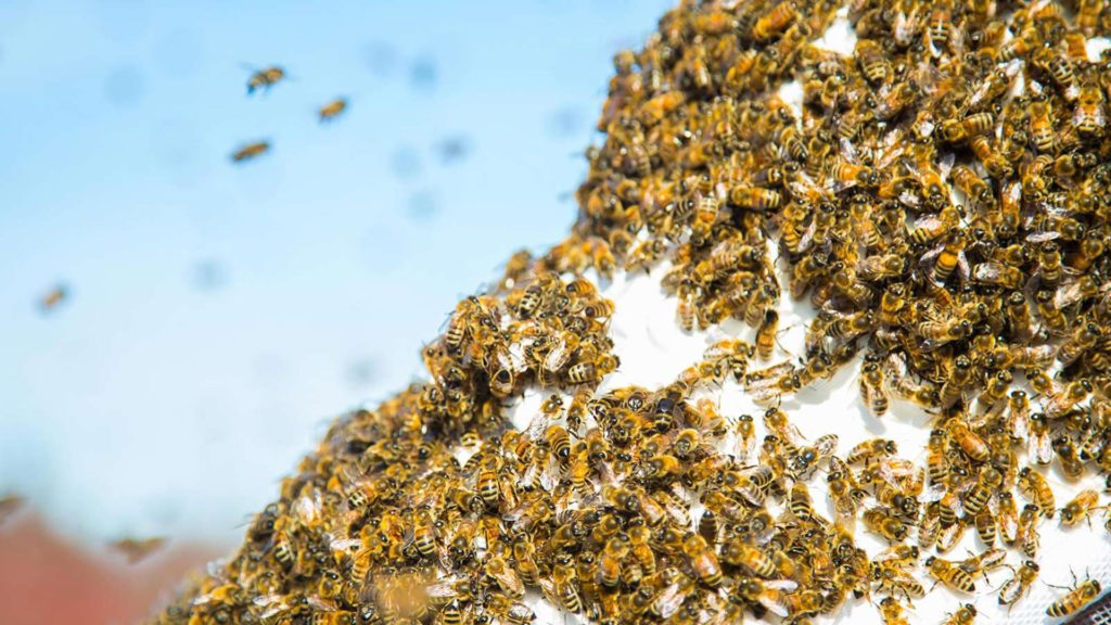 Who to call for bee hive removal